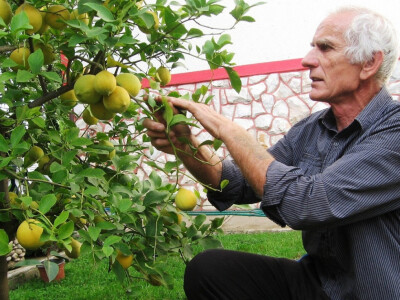 Mile Popović bere limun