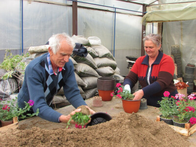 Mile i Milka Popović u plasteniku