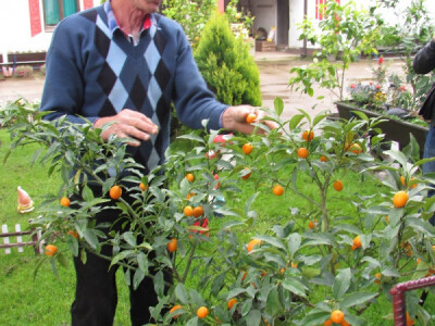 Mile Popović pored mandarine