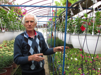 Mile Popović u plasteniku