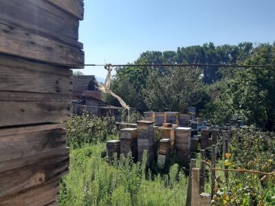 Mile Simonović Mile Simonović