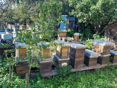 Mile Simonović Mile Simonović