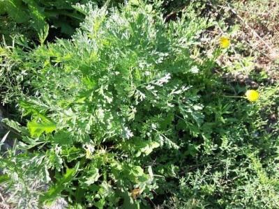 Mile Simonović Mile Simonović