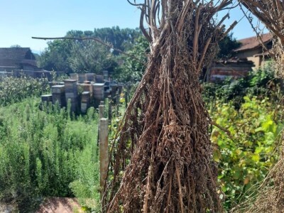 Mile Simonović Mile Simonović