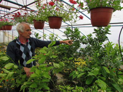 Cvijeće je odličnog kvaliteta