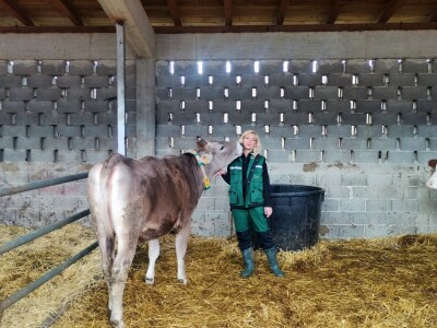 Farma muznih krava u Vitezu