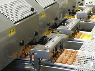 Milijardu jaja na Farmi koka nesilica Vuka