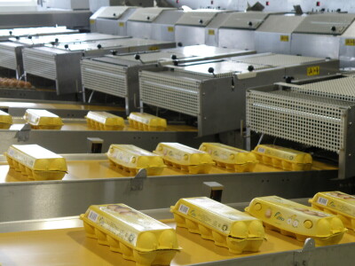 Milijardu jaja na Farmi koka nesilica Vuka