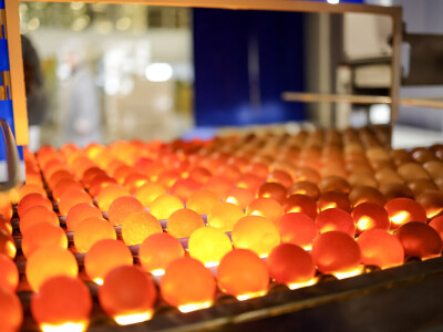 Milijardu jaja na Farmi koka nesilica Vuka