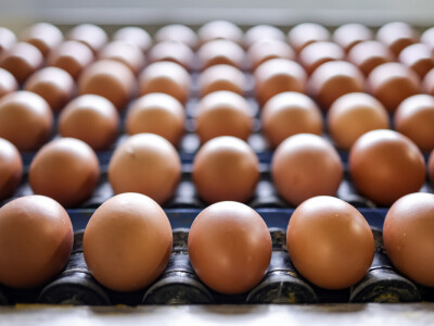 Milijardu jaja na Farmi koka nesilica Vuka