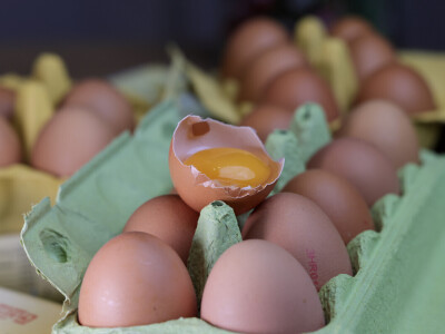 Milijardu jaja na Farmi koka nesilica Vuka