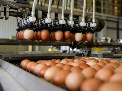 Milijardu jaja na Farmi koka nesilica Vuka