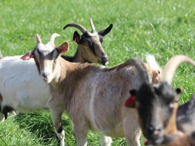 Milk Bar (OPG Mario Krog)