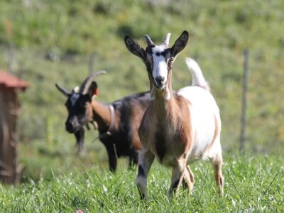 Milk Bar (OPG Mario Krog)