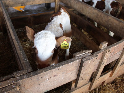 Milk taksi nove generacije stigao na PD "Semberija"