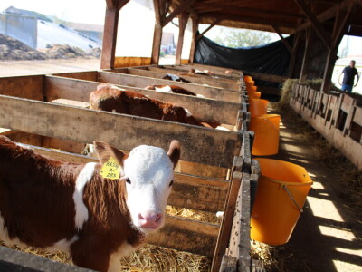 Milk taksi nove generacije stigao na PD "Semberija"