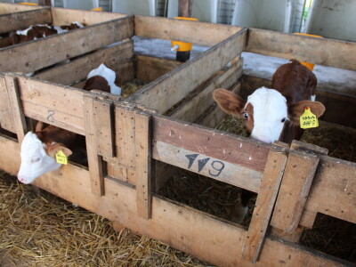 Milk taksi nove generacije stigao na PD "Semberija"