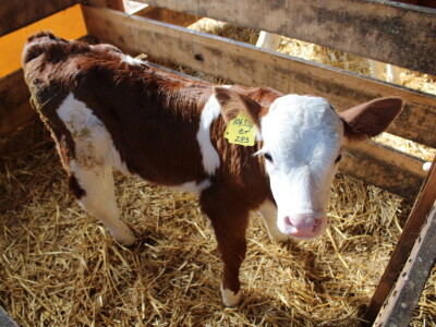 Milk taksi nove generacije stigao na PD "Semberija"