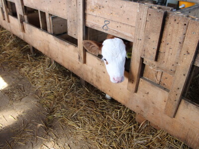 Milk taksi nove generacije stigao na PD "Semberija"