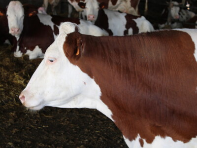 Milk taksi nove generacije stigao na PD "Semberija"