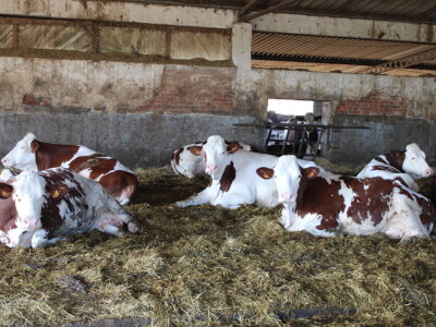 Milk taksi nove generacije stigao na PD "Semberija"