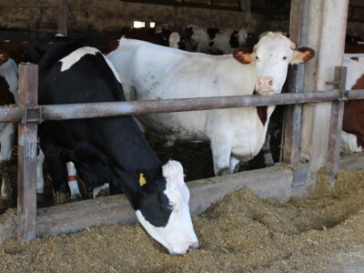 Milk taksi nove generacije stigao na PD "Semberija"