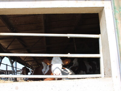 Milk taksi nove generacije stigao na PD "Semberija"