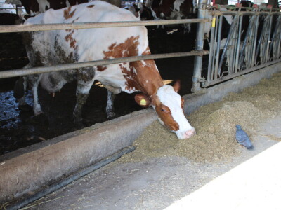 Milk taksi nove generacije stigao na PD "Semberija"