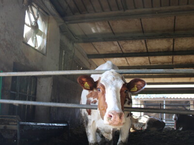 Milk taksi nove generacije stigao na PD "Semberija"