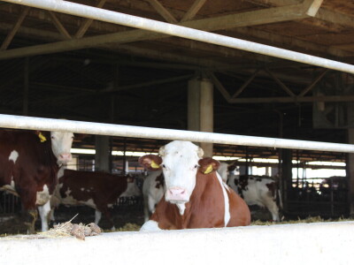 Milk taksi nove generacije stigao na PD "Semberija"