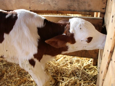 Milk taksi nove generacije stigao na PD "Semberija"