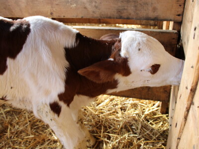 Milk taksi nove generacije stigao na PD "Semberija"
