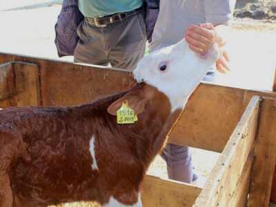 Milk taksi nove generacije stigao na PD "Semberija"