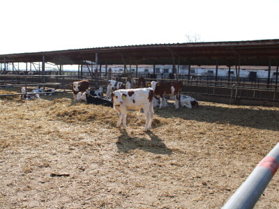 Milk taksi nove generacije stigao na PD "Semberija"