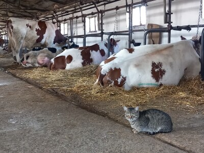 Milk taksi nove generacije stigao na PD "Semberija"