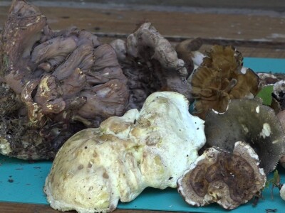 Milka Adžić o svetu otrovnih gljiva