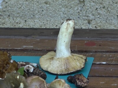 Milka Adžić o svetu otrovnih gljiva