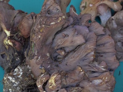 Milka Adžić o svetu otrovnih gljiva