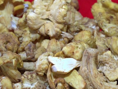 Milka Adžić o svetu otrovnih gljiva