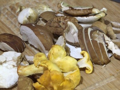 Milka Adžić o svetu otrovnih gljiva