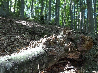 Milka Adžić o svetu otrovnih gljiva