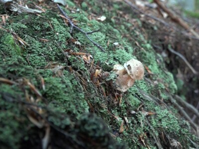 Milka Adžić o svetu otrovnih gljiva