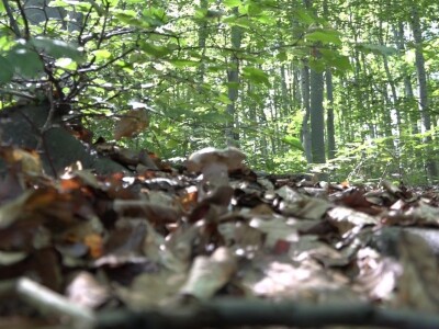 Milka Adžić o svetu otrovnih gljiva