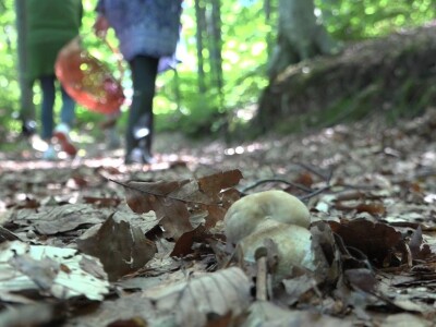 Milka Adžić o svetu otrovnih gljiva