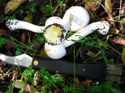 Milka Adžić o svetu otrovnih gljiva