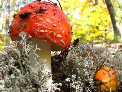 Milka Adžić o svetu otrovnih gljiva