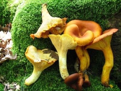 Milka Adžić o svetu otrovnih gljiva