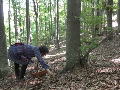 Milka Adžić o svetu otrovnih gljiva