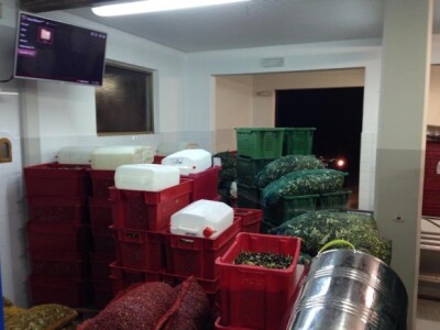 U vrijeme berbe uljara radi i noću