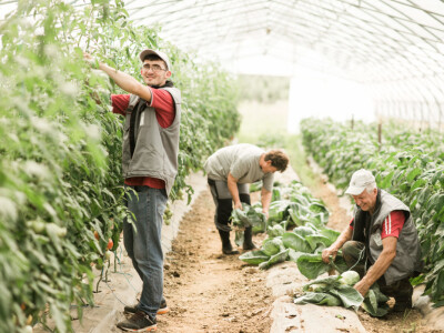 Milo Selo od male farme podno Ozrena postalo turistička destinacija Milo Selo od male farme podno Ozrena postalo turistička destinacija